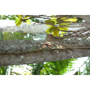 รูปถ่าย เซเชลส์(Seychelles) หุบเขาเดอไม(Vallee de Mai) 2011-10 67