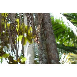 รูปถ่าย เซเชลส์(Seychelles) หุบเขาเดอไม(Vallee de Mai) 2011-10 77