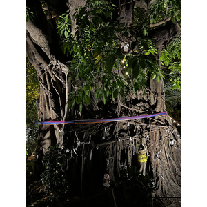 รูปถ่าย ไทย(Thailand) เกาะพีพีดอน(Ko Phi Phi Don) 2021-12 149