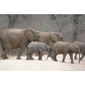 รูปถ่าย แอฟริกาใต้(South Africa) อุทยานแห่งชาติครูเกอร์(Kruger National Park) แม่น้ำซาเบิล(Sable River) 2008-09 58