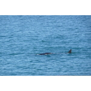 รูปถ่าย แอฟริกาใต้(South Africa) เฮอร์มานัส(Harmanus) 2008-09 55