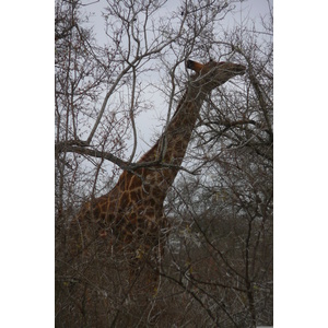 รูปถ่าย แอฟริกาใต้(South Africa) อุทยานแห่งชาติครูเกอร์(Kruger National Park) แม่น้ำซาเบิล(Sable River) 2008-09 33