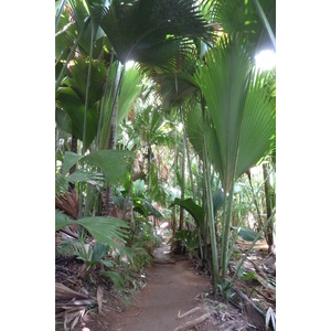 รูปถ่าย เซเชลส์(Seychelles) หุบเขาเดอไม(Vallee de Mai) 2011-10 29