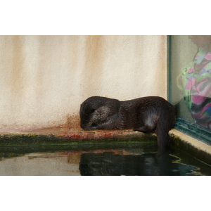รูปถ่าย ฝรั่งเศส(France) นีส(Nice) สวนฟีนิกซ์(Phoenix Parc) 2007-10 68