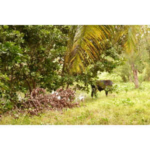 รูปถ่าย เซเชลส์(Seychelles) เกาะลาดีก(La Digue) 2011-10 203