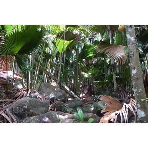 รูปถ่าย เซเชลส์(Seychelles) หุบเขาเดอไม(Vallee de Mai) 2011-10 15