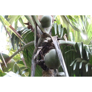 รูปถ่าย เซเชลส์(Seychelles) หุบเขาเดอไม(Vallee de Mai) 2011-10 92