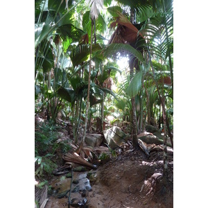 รูปถ่าย เซเชลส์(Seychelles) หุบเขาเดอไม(Vallee de Mai) 2011-10 93