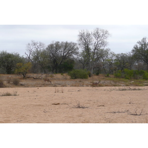 รูปถ่าย แอฟริกาใต้(South Africa) อุทยานแห่งชาติครูเกอร์(Kruger National Park) 2008-09 100