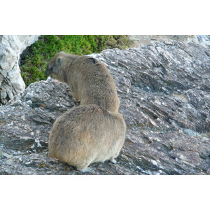 รูปถ่าย แอฟริกาใต้(South Africa) เฮอร์มานัส(Harmanus) 2008-09 5
