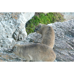 รูปถ่าย แอฟริกาใต้(South Africa) เฮอร์มานัส(Harmanus) 2008-09 56
