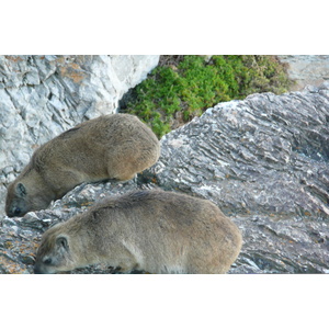 รูปถ่าย แอฟริกาใต้(South Africa) เฮอร์มานัส(Harmanus) 2008-09 50