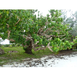 รูปถ่าย นิวแคลิโดเนีย(New Caledonia) เกาะต้นสน(Ile des pins) หาดคูโต(Kuto Beach) 2010-05 24