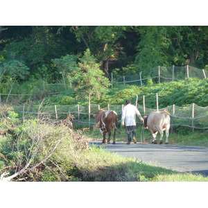 รูปถ่าย ฟิจิ(Fiji) ถนนจากนาดีไปซิงกาโตกา(Nadi to Sigatoka road) 2010-05 5