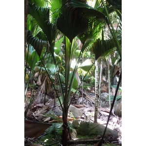 รูปถ่าย เซเชลส์(Seychelles) หุบเขาเดอไม(Vallee de Mai) 2011-10 14