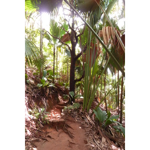รูปถ่าย เซเชลส์(Seychelles) หุบเขาเดอไม(Vallee de Mai) 2011-10 71