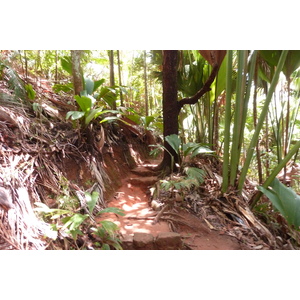 รูปถ่าย เซเชลส์(Seychelles) หุบเขาเดอไม(Vallee de Mai) 2011-10 66