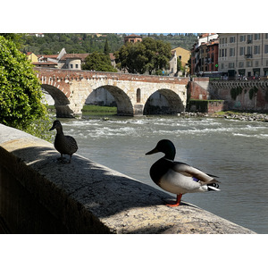 รูปถ่าย อิตาลี(Italy) เวโรเน่(Verona) 2022-05 52