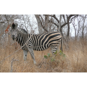 รูปถ่าย แอฟริกาใต้(South Africa) อุทยานแห่งชาติครูเกอร์(Kruger National Park) 2008-09 64