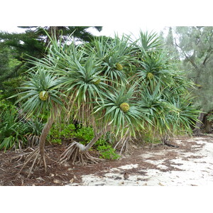 รูปถ่าย นิวแคลิโดเนีย(New Caledonia) เกาะต้นสน(Ile des pins) หาดคูโต(Kuto Beach) 2010-05 21