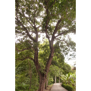 รูปถ่าย เซเชลส์(Seychelles) เกาะลาดีก(La Digue) 2011-10 72