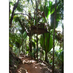 รูปถ่าย เซเชลส์(Seychelles) หุบเขาเดอไม(Vallee de Mai) 2011-10 73