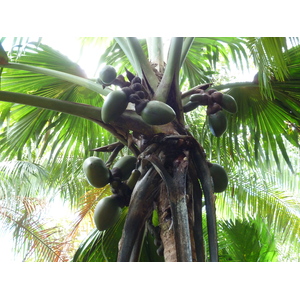 รูปถ่าย เซเชลส์(Seychelles) 2011-10 186