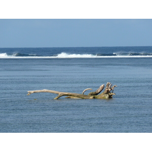 รูปถ่าย ฟิจิ(Fiji) รีสอร์ตแชงกรี-ลาฟิเจียน(Shangri La Fijian Resort) 2010-05 30