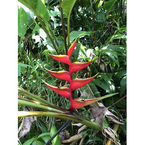 รูปถ่าย กวาเดอลูป(Guadeloupe) ภูเขาไฟลากร็องด์ซูฟรีแยร์(La Grande Soufriere) 2021-02 74