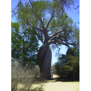 รูปถ่าย มาดากัสการ์(Madagascar) โมรอนกดาว่า(Morondava) 1999-10 2