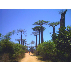รูปถ่าย มาดากัสการ์(Madagascar) โมรอนกดาว่า(Morondava) 1999-10 3