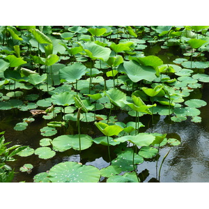 รูปถ่าย ญี่ปุ่น(Japan) เกียวโต(Kyoto) สวนโชเซเอ็ง(Shosei en Garden) 2010-06 6