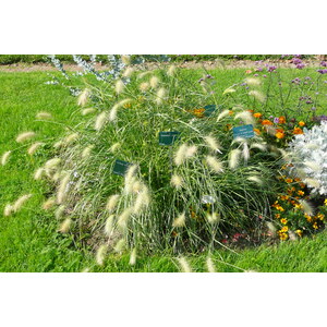 รูปถ่าย ฝรั่งเศส(France) ปารีส(Paris) สวนพันธ์ุพืช(Jardin des Plantes) 2007-08 170