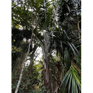 รูปถ่าย สิงคโปร์(Singapore) สวนพฤกษศาสตร์สิงคโปร์(Singapore Botanic Gardens) 2023-01 110