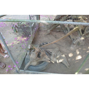 รูปถ่าย ไทย(Thailand) เชียงใหม่(Chiang Mai) ฟาร์มงูแม่สา(Mae Sa Snake Farm) 2010-12 21