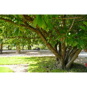 รูปถ่าย ฝรั่งเศส(France) ปารีส(Paris) สวนพันธ์ุพืช(Jardin des Plantes) 2007-08 169