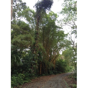 รูปถ่าย คอสตาริกา(Costa Rica) กาอุยตา(Cahuita) 2015-03 81