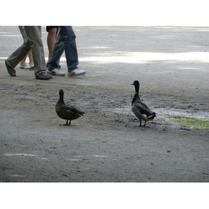 รูปถ่าย ฝรั่งเศส(France) ปารีส(Paris) สวนตุยเลอรี(Garden of Tuileries) 2007-05 358
