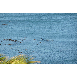รูปถ่าย แอฟริกาใต้(South Africa) เฮอร์มานัส(Harmanus) 2008-09 138