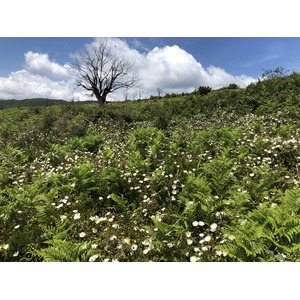 รูปถ่าย ฝรั่งเศส(France) คอร์สิคา(Corsica) 2021-05 57