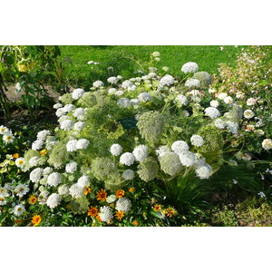 รูปถ่าย ฝรั่งเศส(France) ปารีส(Paris) สวนพันธ์ุพืช(Jardin des Plantes) 2007-08 52