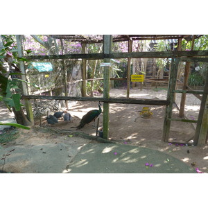 รูปถ่าย ไทย(Thailand) เชียงใหม่(Chiang Mai) ฟาร์มงูแม่สา(Mae Sa Snake Farm) 2010-12 24