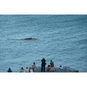 รูปถ่าย แอฟริกาใต้(South Africa) เฮอร์มานัส(Harmanus) 2008-09 151