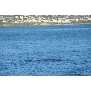 รูปถ่าย แอฟริกาใต้(South Africa) เฮอร์มานัส(Harmanus) 2008-09 158