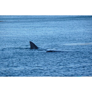รูปถ่าย แอฟริกาใต้(South Africa) เฮอร์มานัส(Harmanus) 2008-09 89
