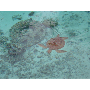 รูปถ่าย เฟรนช์โพลี่นีเซีย(Polynesia) โรงแรมเลอเมอริเดียน โบราโบรา(Meridien Bora Bora Hotel) 2006-04 195