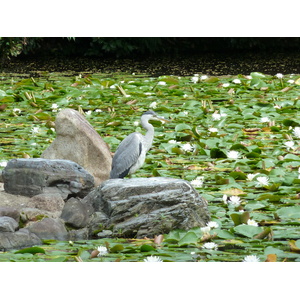 รูปถ่าย ญี่ปุ่น(Japan) เกียวโต(Kyoto) สวนโชเซเอ็ง(Shosei en Garden) 2010-06 40
