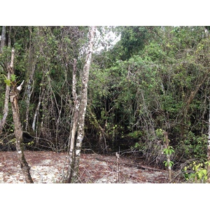 รูปถ่าย คอสตาริกา(Costa Rica) กาอุยตา(Cahuita) 2015-03 147