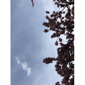 รูปถ่าย ฝรั่งเศส(France) สวนโซ(Parc de Sceaux) 2019-04 45