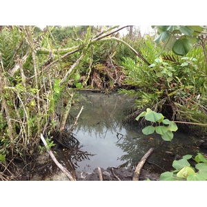 รูปถ่าย คอสตาริกา(Costa Rica) กาอุยตา(Cahuita) 2015-03 30